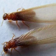 這兩天在珠海飛進家里的就是白蟻，請預防！