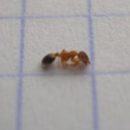 滅蟻施藥后無效，到底怎么辦